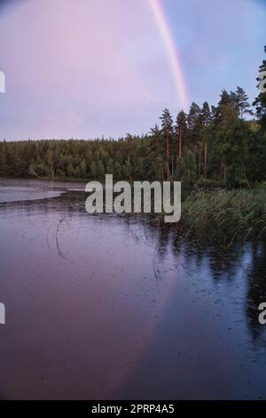 Regenbogen spiegelte sich im See, wenn es regnet. Auf dem Schilf und den Seerosen. Stockfoto