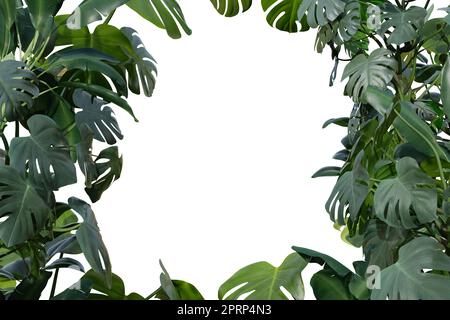 Tropische Pflanzen auf weißem Hintergrund isoliert. Botanischer Vordergrund. Rahmen, Rahmen mit Kopierbereich in der Mitte. Ausgeschnittenes Grafikelement Stockfoto