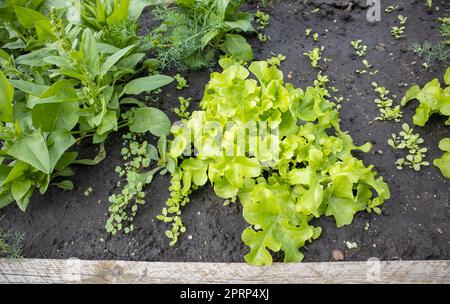 Grünpflanzen eines jungen Salats, der in Reihen auf einem Beet mit feuchtem Boden wächst. Das Konzept der organischen Gartenarbeit Stockfoto
