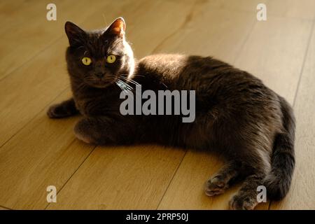 Eine faule Katze liegt auf einem warmen Boden. Die graue britische Katze ruht süße graue britische Kurzhaarkatze, die im Inneren des Hauses liegt, mit Sonnenlicht auf dem Rücken Stockfoto