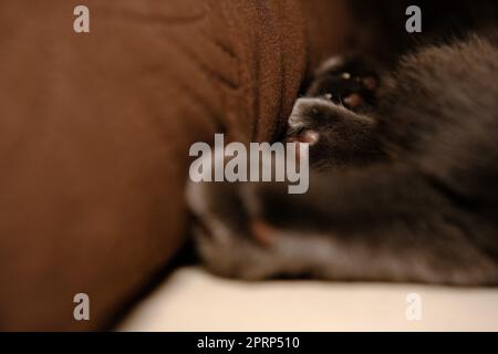 Fragment einer Katzenpfote - Makroaufnahme des Katzenfußes Stockfoto