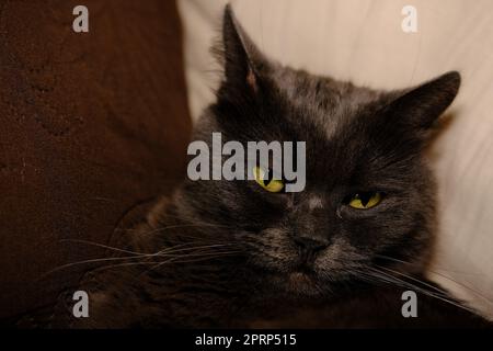 Die verschlafene graue Katze streckte seine Pfoten nach vorne. Das faule Kätzchen mit halb geschlossenen grünen Augen liegt auf dem Sofa. Stockfoto