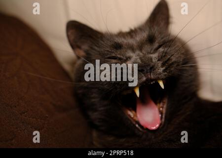 Faule graue Schönheit britische Kurzhaarkatze auf dem gemütlichen Sofa. Katze gähnt. Katzenhunde, Zähne. Katze mit offenem Mund Stockfoto