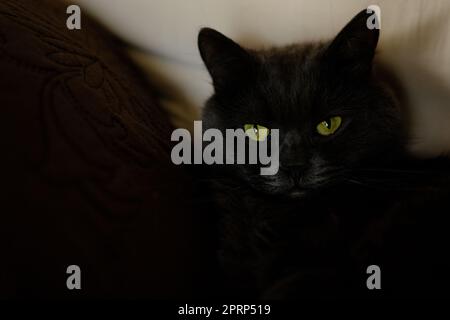 Die verschlafene graue Katze streckte seine Pfoten nach vorne. Das faule Kätzchen mit halb geschlossenen grünen Augen liegt auf dem Sofa. Stockfoto