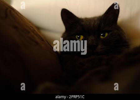 Die verschlafene graue Katze streckte seine Pfoten nach vorne. Das faule Kätzchen mit halb geschlossenen grünen Augen liegt auf dem Sofa. Stockfoto