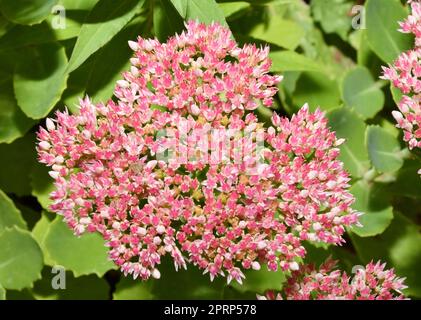 Blüten von Ochitok (lateinischer Sedum telephum) oder Hasenkohl Stockfoto