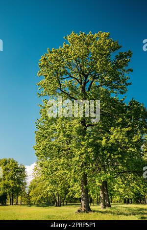 Hohe Eichen Mit Blättern Des Jungen Frühlings. Spring Woods Im Laubwaldpark. Wunderschöne Natur Stockfoto