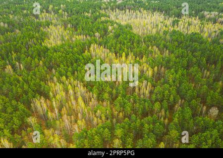 Frühlingssaison. Laubbäume Ohne Laubblätter Und Grüner Pinienwald Aus Der Vogelperspektive Im Frühling. Draufsicht Von Attitude. European Woods Im Frühling Stockfoto