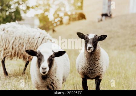 Gruppe britischer Suffolk-Schafe im Betrieb. Porträt von Schafen, die in die Kamera schauen Stockfoto