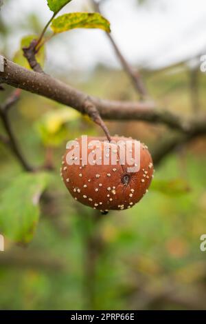 Kranke Äste eines Apfelbaums, ein fauler Apfel hängt an einem Baum. Tiefer Herbst. Nahaufnahme, selektiver Fokus. Stockfoto