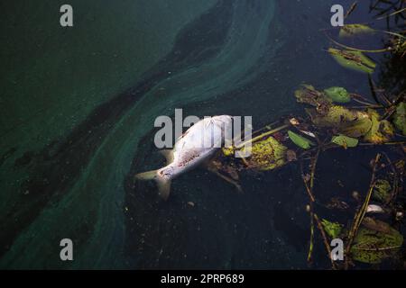 Tote Fische (Karpfen) treiben in diesem verschmutzten Kanal an die Wasseroberfläche. Schrecklicher Wassergeruch in der Nähe des Sees. Das Problem der Umweltverschmutzung. Stockfoto