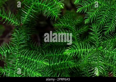 Frisches grünes chilenisches Araucaria oder chilenische Spruce mit Pflanzenhintergrund. Stockfoto