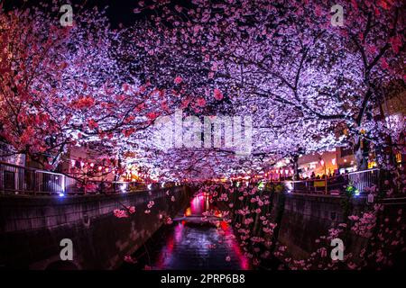 Kirschblüten bei Nacht am Nakameguro Meguro River zu sehen Stockfoto