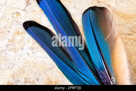 Federn eines schönen bunten blauen Cenote Vogel Mot Mot oder Motmot in Playa del Carmen Quintana Roo Mexiko. Stockfoto