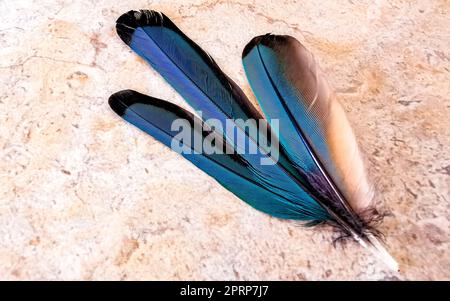 Federn eines schönen bunten blauen Cenote Vogel Mot Mot oder Motmot in Playa del Carmen Quintana Roo Mexiko. Stockfoto