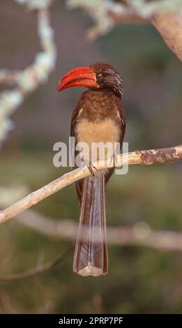 Der Hornvogel ist ein Einheimischer in Angola, Äthiopien, Kenia, Mosambik, Namibia, Somalia, Südafrika, Uganda, Zaire und Simbabwe. Stockfoto