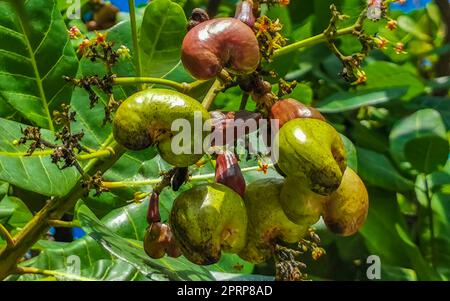 Der Cashew-Baum Anacardium occidentale mit reifen Früchten und Nüssen in Zicatela Puerto Escondido Oaxaca in Mexiko. Stockfoto