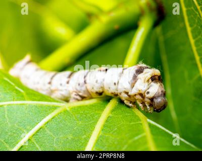 Makronahaufnahme einer heimischen Seidenmotte (Bombyx Mori) auf einem Maulbeerblatt mit verschwommenem Hintergrund Stockfoto
