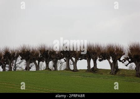 Bäume in norddeutschland im Frühling Stockfoto