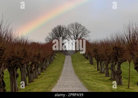 Eine Reihe von Bäumen in norddeutschland im Frühling mit Wolken und farbenfrohem Himmel Stockfoto