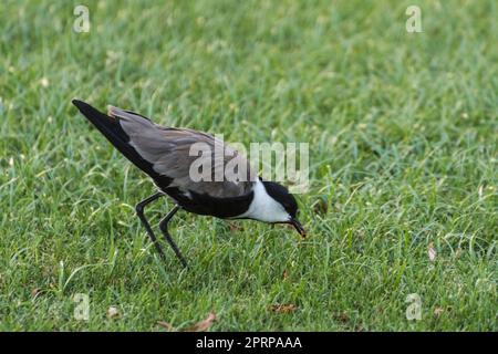 Kleiner Vogel auf grüner Wiese in einem Resort im Urlaub in ägypten Stockfoto