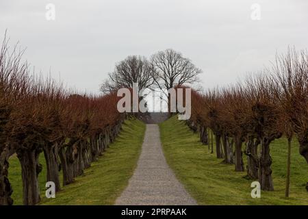 Bäume in norddeutschland im Frühling Stockfoto