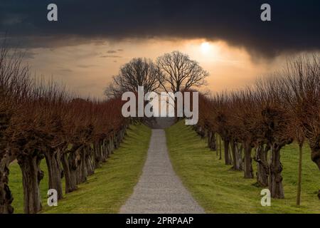 Eine Reihe von Bäumen in norddeutschland im Frühling mit Wolken und farbenfrohem Himmel Stockfoto