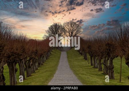 Eine Reihe von Bäumen in norddeutschland im Frühling mit Wolken und farbenfrohem Himmel Stockfoto