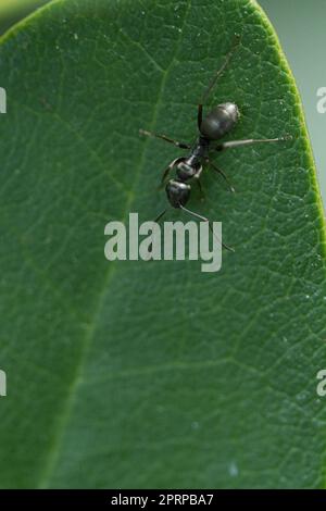 Eine geschäftige Ameise in einer Makroaufnahme auf einem Blatt. Detailreiche Aufnahme des kleinen Insekts Stockfoto