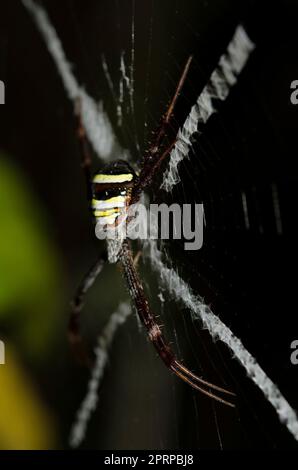 Weibliche St. Andrew's Cross Spider, Argiope Versicolor, im Internet mit Stabilitätsmuster, Klungkung, Bali, Indonesien Stockfoto