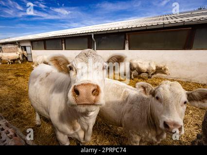 Charolais-Rinderbullen-Kälber auf einem Bauernhof Stockfoto