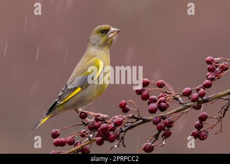 Europäischer Grünfink, Chloris chloris, sitzt bei Regen auf Hagebuttenbusch. Gelber Vogel ruht im Regen auf dem Baum. Gefiedertes Tier, das auf bou schaut Stockfoto