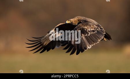 Der östliche Kaiseradler, aquila heliaca, fliegt mit Flügeln, die seinen von der Sonne beleuchteten Körper bedecken. Raptor schwebt von der Seite aus in der Luft. Tierwelt Stockfoto