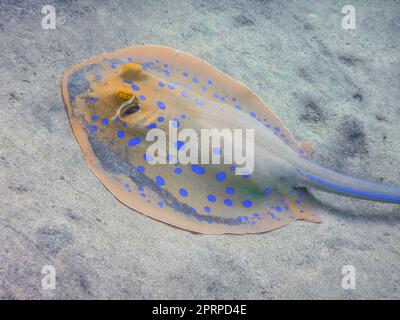 Blauer Stachelrochen liegt im Urlaub auf dem sandigen Meeresboden tief im roten Meer Stockfoto