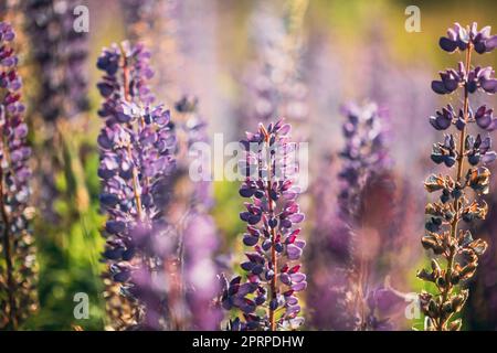 Bush von wilden Blumen Lupin im Sommer Feld Wiese bei Sonnenuntergang Sonnenaufgang. Lupinus, allgemein bekannt als Lupin oder Lupine, eine Gattung von Blütenpflanzen in Th Stockfoto