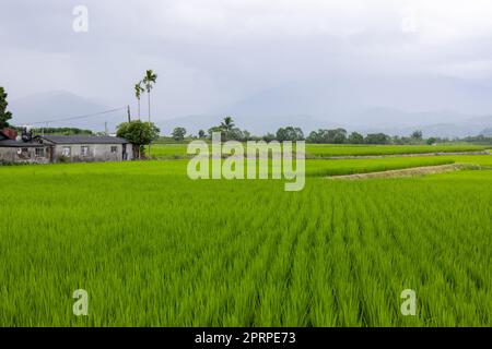 Paddy-Reis-Feld in Yuli von Hualien in Taiwan Stockfoto