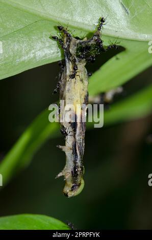 Caterpillar, Lepidoptera Order, hängt vom Blatt und infiziert mit Nuclear Polyhedrosis Virus (NPV) mit schwarzen Ameisen, Dolichoderus thoracicus, Klungku Stockfoto
