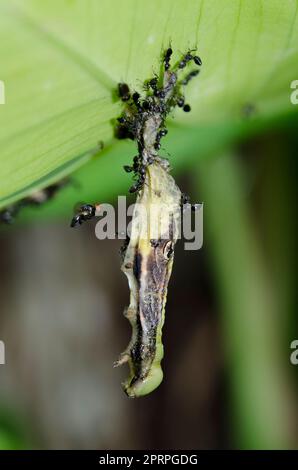 Caterpillar, Lepidoptera Order, hängt vom Blatt und infiziert mit Nuclear Polyhedrosis Virus (NPV) mit Black Amts, Dolichoderus thoracicus und Fly Stockfoto