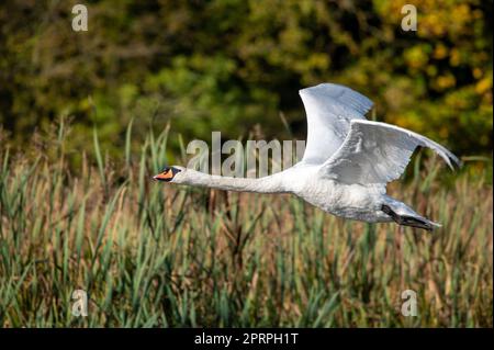 Erwachsener stumm Schwan im Flug Stockfoto