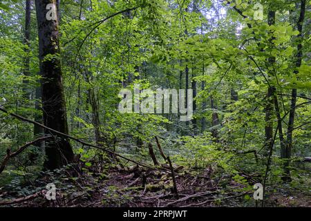 Sommerlicher Laubstand mit altem gebrochenem Baum Stockfoto