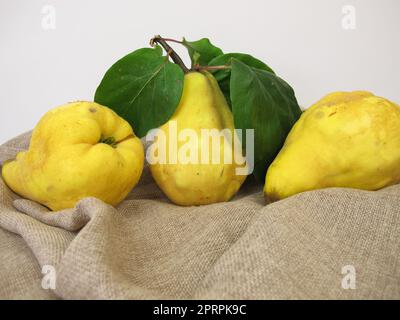 Reife gelbe Birnenquitten aus dem Garten Stockfoto