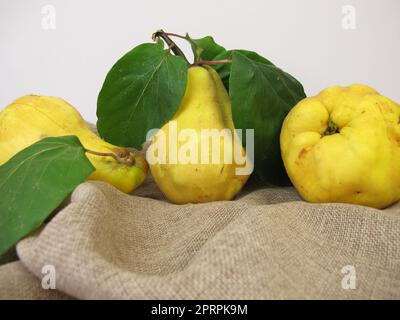 Reife gelbe Birnenquitten aus dem Garten Stockfoto