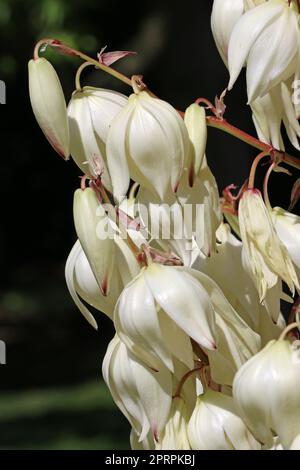 Yucca pflanzt weiße Knospen und Blumen in Nahaufnahme Stockfoto