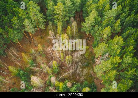 Frühlingssaison. Laubbäume Ohne Laubblätter Und Grüner Pinienwald Aus Der Vogelperspektive Im Frühling. Junge Birken, Gebeugt Von Schnee, Wachsen Im Pinienwald Stockfoto