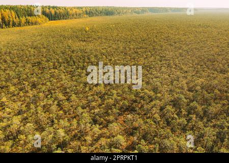 Luftaufnahme aus der Vogelperspektive von der Kiefer, die im Sumpf wächst. Die Natur Weißrussland. Panorama, Panoramablick Stockfoto