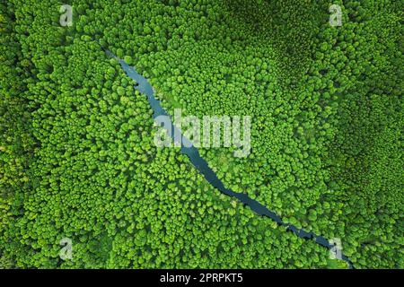 Erhöhter Blick Auf Green Small Moor Marsh Swamp River Wetland Und Green Forest Landschaft Im Sommer Tag. Einstellung. Wald in Vogelperspektive Stockfoto