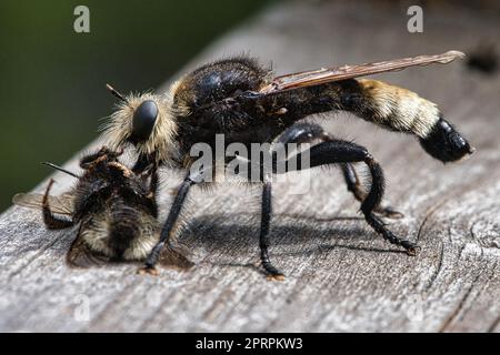 Gelbe Mordfliege oder gelbe Räuberfliege mit einer Hummel als Beute. Das Insekt ist gesaugt Stockfoto