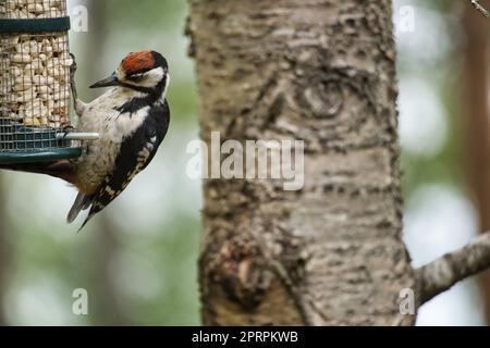 Großartiger gefleckter Specht, der im Wald an einem Baum mit verschwommenem Hintergrund forscht Stockfoto