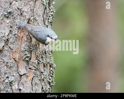 Auf einem Baumstamm auf der Suche nach Essen. Kleiner grauer und weißer Vogel. Tierfoto Stockfoto