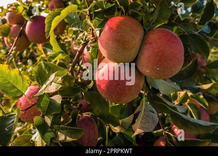 Rote reife Äpfel hängen am Baum bereit für die Ernte Stockfoto